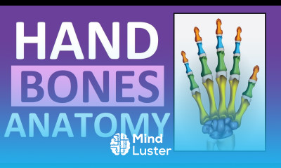 Hand Bones Wrist Bones Phalanges Carpals Metacarpals Anatomy and Physiology