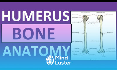 Humerus Bone Anatomy and Physiology Lecture