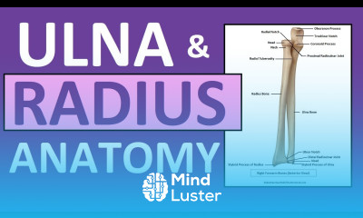 Radius and Ulna Anatomy and Physiology Forearm Bones