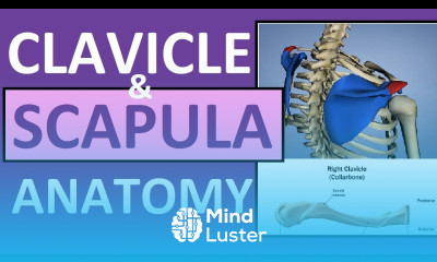 Clavicle and Scapula Anatomy The Pectoral Girdle