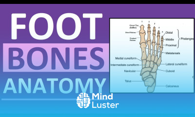 Foot Bones Anatomy Mnemonic Tarsals Metatarsals Phalanges