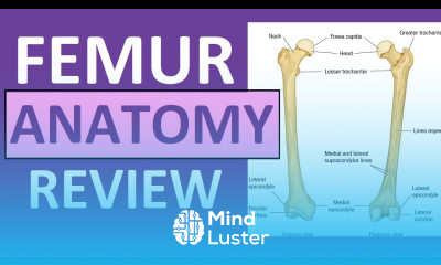 Femur Bone Anatomy Lecture and Landmark Markings