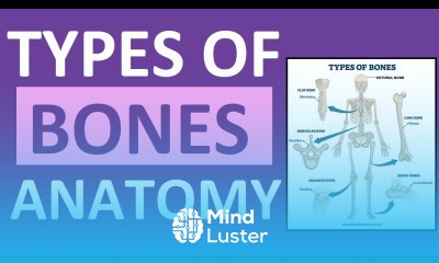 Types of Bones Anatomy Long Short Flat Irregular Sesamoid Sutural