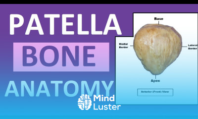 Patella Anatomy Patella Kneecap Bone Review