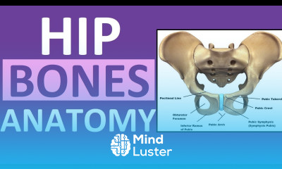 Pelvis Hip Bones Anatomy Os Coxae Pelvic Girdle Ilium Ischium Pubis