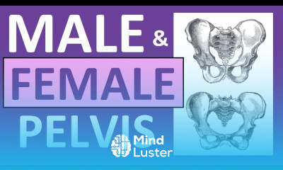 Male vs Female Pelvis Differences Anatomy Skeleton Shape