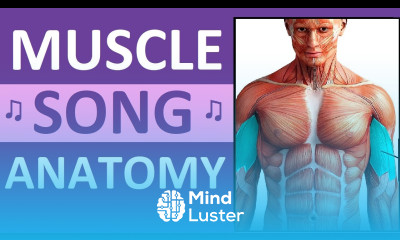 Major Muscle Song Anatomy Mnemonics Location Action Name of Muscles