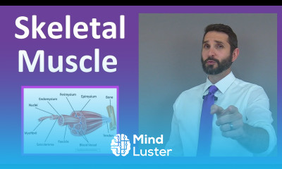 Skeletal Muscle Tissue Contraction Sarcomere Myofibril Anatomy Myology