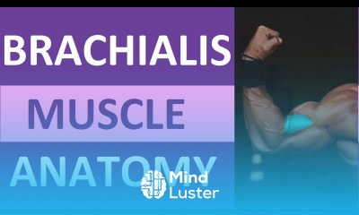 Brachialis Muscle Anatomy Origin Insertion Workout Exercise Action