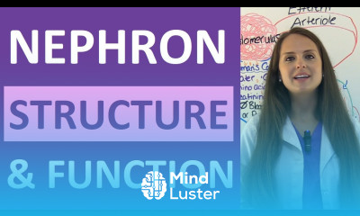 Nephron Structure and Function Physiology Filtration Reabsorption Secretion NCLEX Review