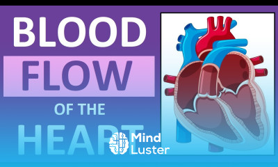 Blood Flow Through the Heart Heart Anatomy and Physiology NCLEX