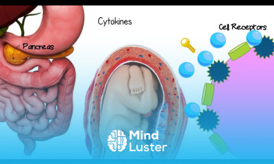 What is Gestational Diabetes Animation