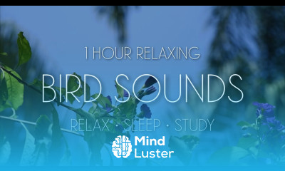 1 Hour Relaxing Bird Sounds Nature Sounds to Sleep Relax Study