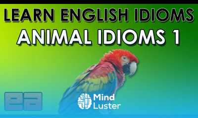 Animal Idioms 1 Learn English Idioms EnglishAnyone com
