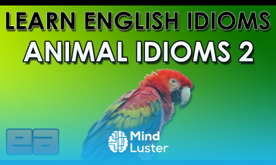 Animal Idioms 2 Learn English Idioms EnglishAnyone com