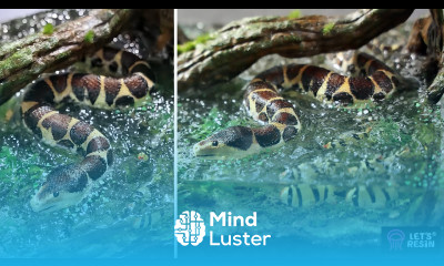 How We Made This Amazing Snake Diorama resin art polymer clay