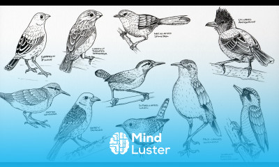 10 bird drawings 10 bird lessons