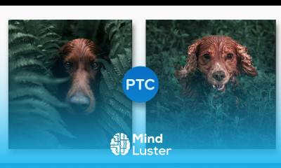 Create a Beautiful Dark Green Moody Look in Photoshop Copycat 2