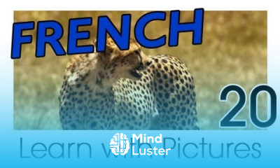 Learn French French Safari Animals Vocabulary
