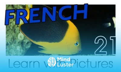 Learn French Marine Animals Vocabulary