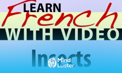 Learn French with Videos Insects