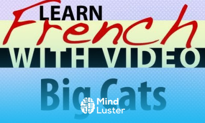 Learn French with Videos Big Cats