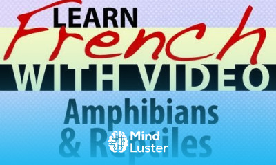 Learn French with Videos Amphibians and Reptiles