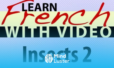 Learn French with Videos Insects 2