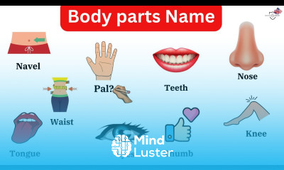 36 Body parts in English Daily English vocabulary with picture real life Examples