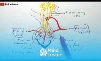 Pituitary gland structure function and hormones Anterior and posterior pituitary gland