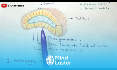 Adrenal gland physiology Adrenal cortex and Adrenal medulla Hormones secreted by adrenal gland