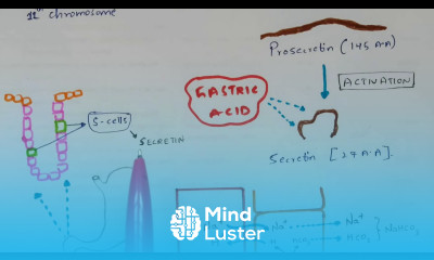 Secretin hormone Mode of action Mechanism Bio science
