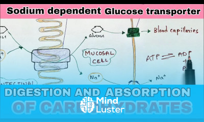 Digestion and absorption of carbohydrates By phanindra Gupta Bio science
