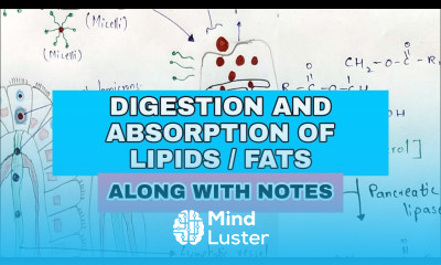 Digestion and absorption of Lipids Fats By Phanindra gupta Bio science