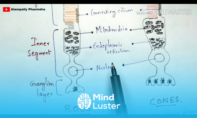 Physiology of Eye Walds visual cycle Phototransduction Rods and cones Hyperpolarization