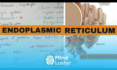 Endoplasmic reticulum Rough and smooth endoplasmic reticulum