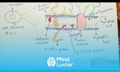 Cell membrane structure and function Fluid mosaic model Transportation of proteins Bio science