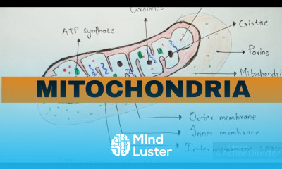 Mitochondria
