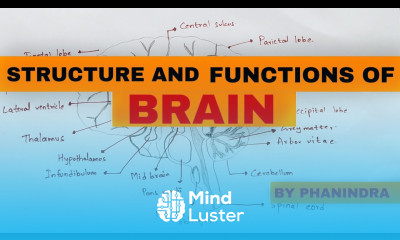 HUMAN BRAIN Structure and functions NEET
