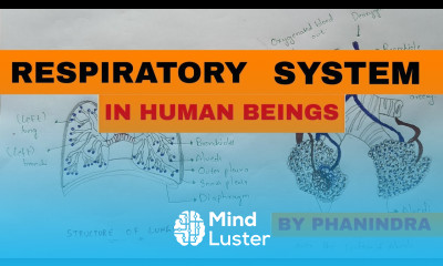 Respiratory system in human beings NEET