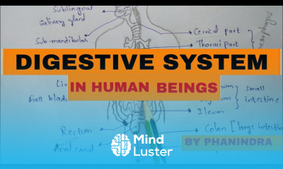 Human Digestive system Detail explaination NEET