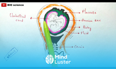 Child birth Labor and vaginal birth Development of baby in uterus Pregnancy Bio science