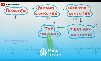 Food chain in Eco system Types of food chain Bio science
