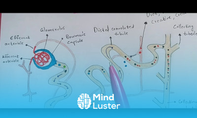 Nephron Structure and function Excretion Bio science