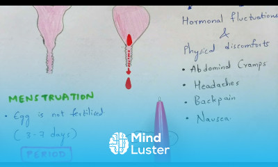 Menstrual cycle Bio science