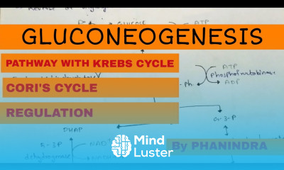 Gluconeogenesis Cori s cycle Regulation