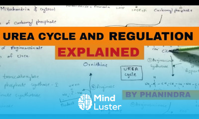 Urea cycle and it s Regulation Integration with TCA Krebs cycle