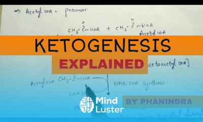 Ketogenesis Metabolism and degradation Energetics
