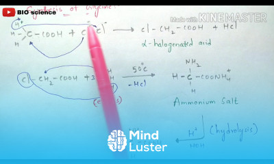 Amination of Alpha halogenic acids Synthesis of Alanine Glycine Valine and Leucine Bio science