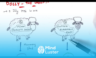 Animal cloning Production of Dolly The sheep Somatic cell nuclear transfer Bio science